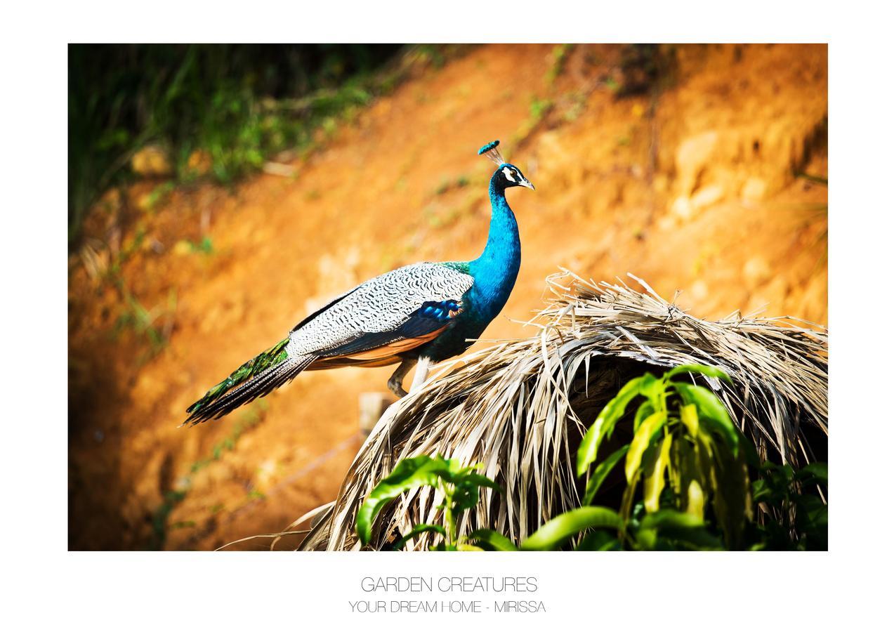Your Dream Home - Mirissa Dış mekan fotoğraf